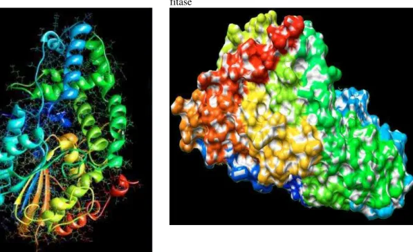 Figura 4 - Estrutura da molécula de fitase.  .  Figura 5 - Imagem da estrutura superficial da molécula de  fitase 