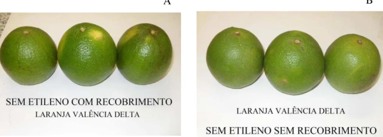 Figura  3 :  Laranja  ‘Valência  Delta’   cultivada  em  Limoeiro  do  Norte,  Ce  –   2011,  com  recobrimento (A) e sem recobrimento (B)