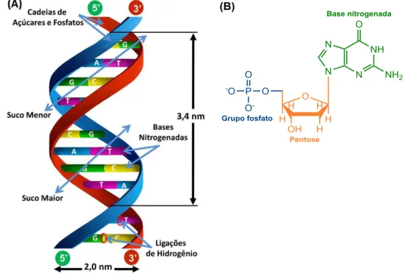 Figura  6  -  A  –   Estrutura  em  dupla  hélice  do  DNA,  onde  G  =  Guanina,  C  =  Citosina,  T  =  Timina e A = Adenina