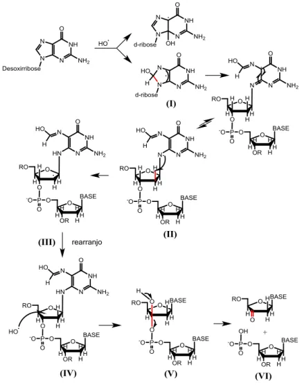 Figura  16  -  Mecanismo  de  clivagem  oxidativa  envolvendo  a  guanina  do  DNA  e  • OH