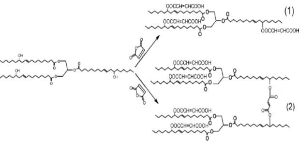 Figura 5 – Esquema da reação do óleo de mamona com anidrido maleico para produção  de MACO (1) ou de dímero (2) (WANG  et al.,  2008) 