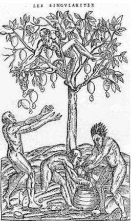 Figura 1 - Primeira ilustração do cajueiro. André Thevet, 1558. 