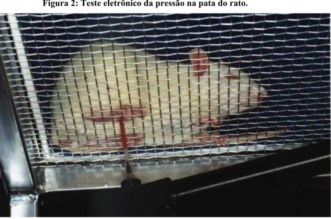 Figura 2: Teste eletrônico da pressão na pata do rato. 