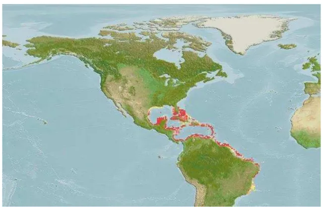 Figura  2.1  –  Distribuição  do  robalo-flecha  ( Centropomus  undecimalis )  ao  longo  do  Oceano  Atlântico