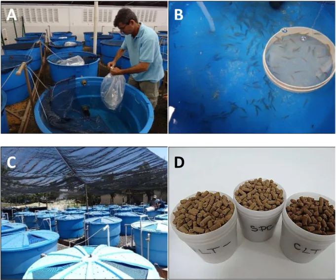 Figura 4.1 – Aclimatação do robalo-flecha ( C. undecimalis ) em tanques mantidos em galpão  coberto e experimento em área com sombrite, submetidos à alimentação com dietas produzidas  em laboratório