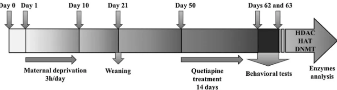 Fig. 1. Schematic drawing of the MD protocol and chronic treatment with quetiapine (14 days; 20 mg/kg)