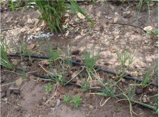 FIGURA 07: Efeito da estiagem na  produção de hortaliças  no Assentamento  Várzea do Mundaú                 