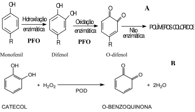 Figura 5 - Figura esquemática da oxidação de fenóis pela polifenoloxidase (A) e peroxidase (POD)