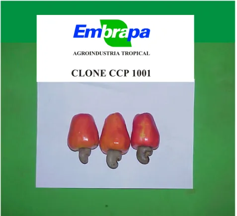 Figura 7 – Pedúnculos de cajueiro anão precoce clone CCP 1001 provenientes da Estação Experimental de Pacajus – CE, cultivados em regime de sequeiro.