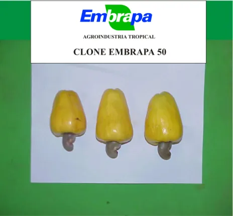 Figura 10 – Pedúnculos de cajueiro anão precoce clone Embrapa 51 provenientes da Estação Experimental de Pacajus – CE, cultivados em regime de sequeiro.