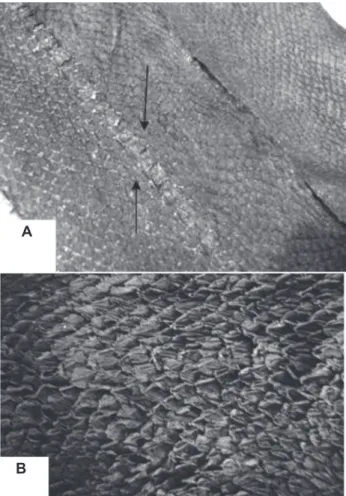 Figura 2 – A - couros de salmão, Salmo salar, mostrando a superfície  com o desenho da lor e a posição da linha lateral do peixe (setas);