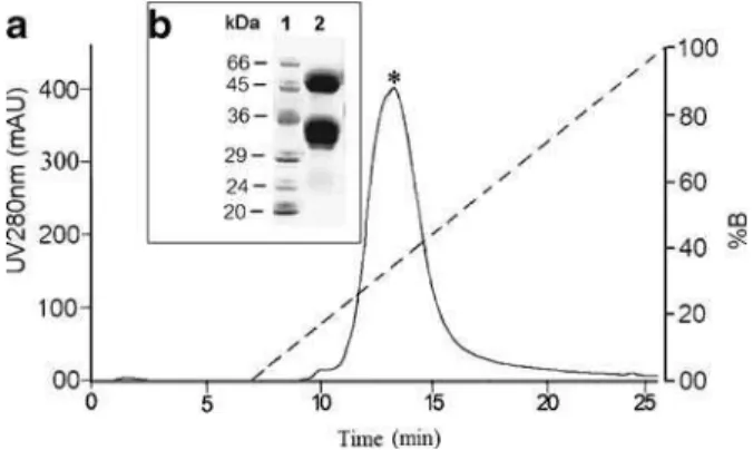 Fig. 1 Ion-exchange chromatography of AFAL. a The retained fraction from affinity chromatography was load on a Mono-Q HR 5/5 column