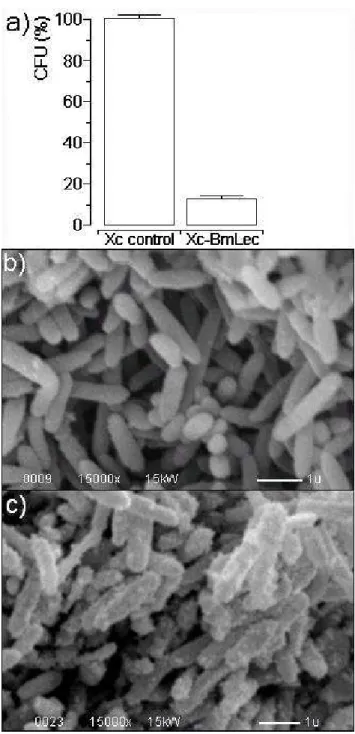 Figure  7.  (a)  The  antibacterial  activity  of  BmLec. 