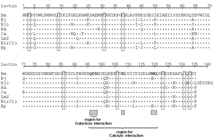 Figure 4. Amino acid sequence of the lectin from Bothrops moojeni (Bm) venom compared with Bothrops  jararacussu (Bj), Bothrops jararacussu 2 (Bj2), Bitis arietans (Ba), Crotalus atrox (Ca), Lachesis muta stenophrys  (Lms), Bothrops insularis (Bi) and Both