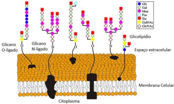 Figura 01 -   Ilustração  esquemática  da  heterogeneidade  de  carboidratos  encontrados em glicoproteínas e glicolipídios da superfície de células