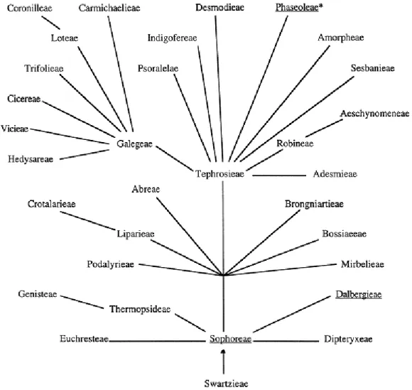Figura  05  –  Relação  filogenética  proposta  para  as  tribos  da  sub-família  Papilionoideae.