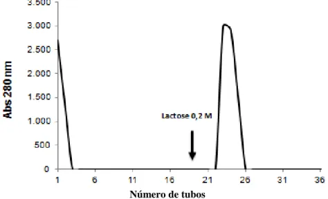 Figura 3 - Cromatografia de afinidade em matriz de goma de guar 