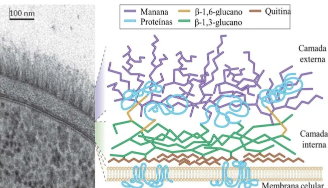 Figura  1  -  Estrutura  da  parede  celular  de  Candida  albicans   apresentando  duas  camadas  distintas: a camada externa formada por glicoproteínas e a camada interna constituída por um  esqueleto polissacarídico