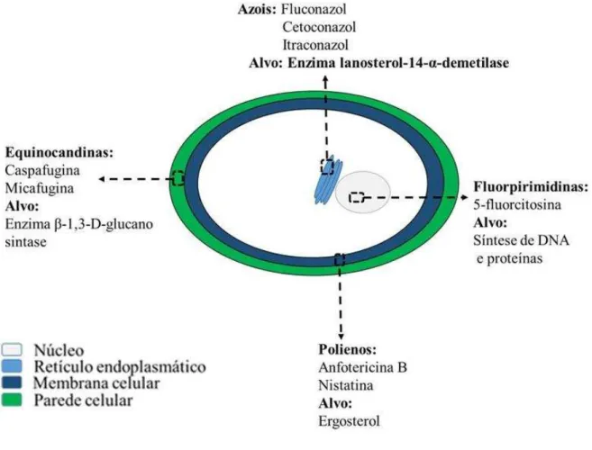 Figura  2  relaciona  as  principais  classes  de  agentes  antifúngicos  utilizados  nos  tratamentos clínicos contra  Candida  spp