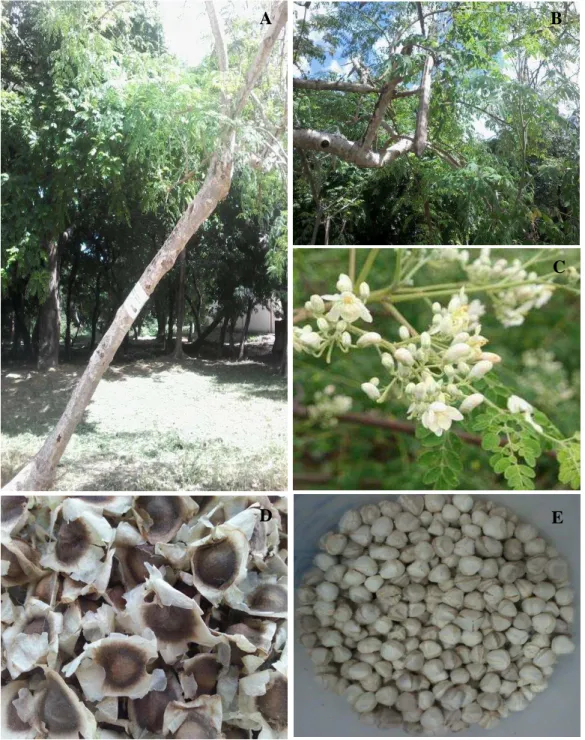 Figura 3  – Moringa oleifera  e suas partes constituintes. 