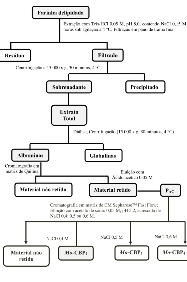 Figura 4 - Esquema de purificação da Mo-CBP 2 , uma proteína ligante à quitina de  sementes de M