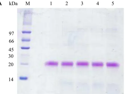 Figura 7 - Perfil eletroforético da  Mo -CBP 2  em condições desnaturantes (PAGE-SDS)  A 142030 45 6697 M 1 2 3 4 5 25 kDa kDa B M  1  2  3  4  5  6  7  14  20 30 45 66 97 25 kDa kDa