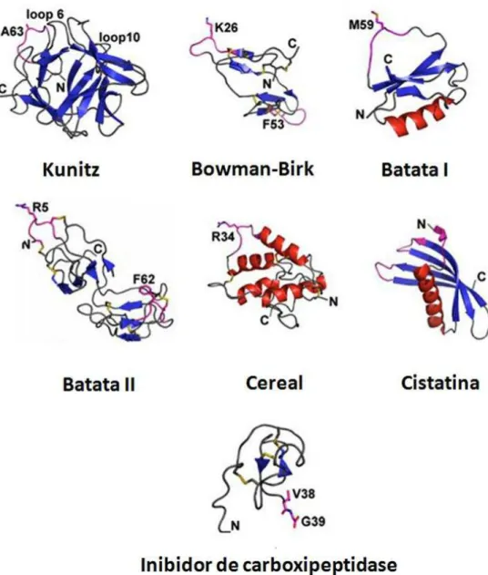 Figura 4 - Estrutura tridimensional de famílias de inibidores de proteases de plantas