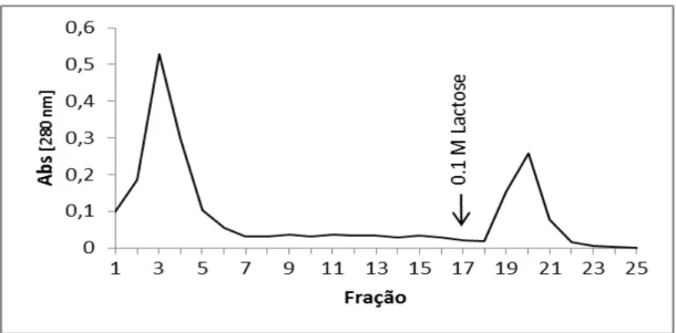 Figura 3. Perfil cromatográfico da DrfL II em coluna de afinidade de  Sepharose-lactose 