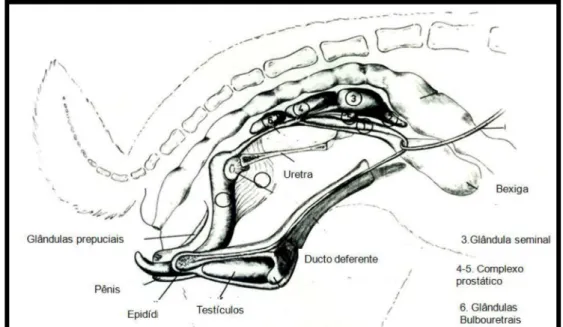 Figura 1. Aparelho reprodutor de coelhos (Holtz e Foote, 1978a). 