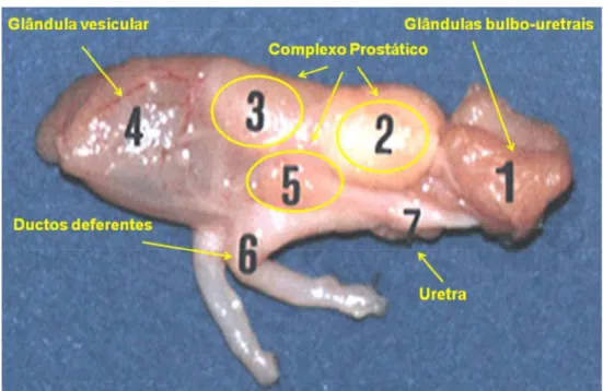 Figura 2 - Glândulas sexuais do coelho (Cardinalli, 2007). 