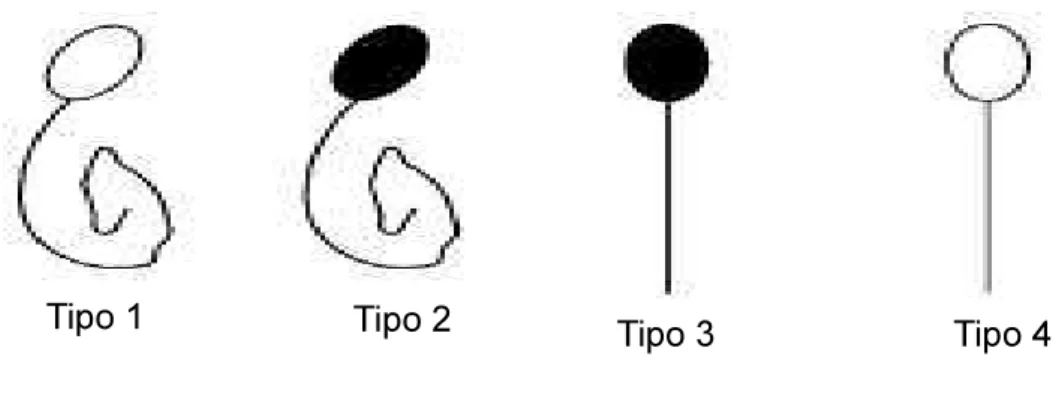 Figura 2   Tipos de espermatozoides encontrados no teste de funcionalidade da  membrana (Ducci et al., 2002)