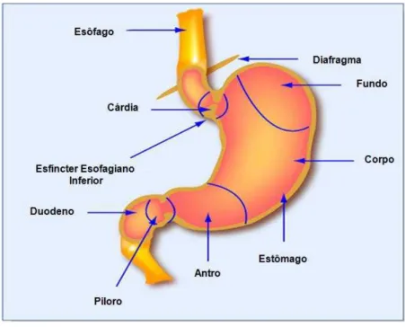 FIGURA 1  –  Regiões anatômicas do estômago. 