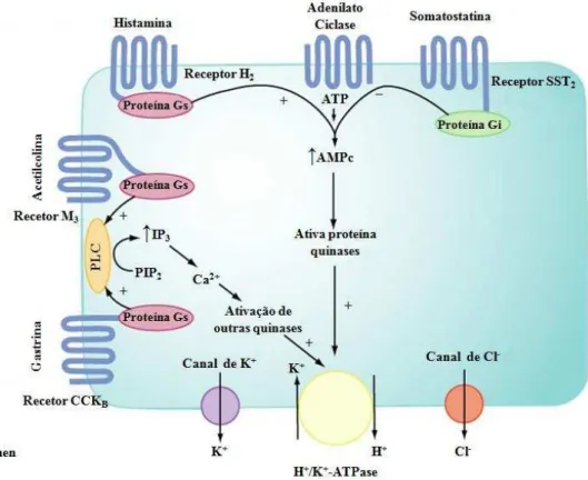 FIGURA 4  –  Fisiologia da secreção de ácido gástrico. 