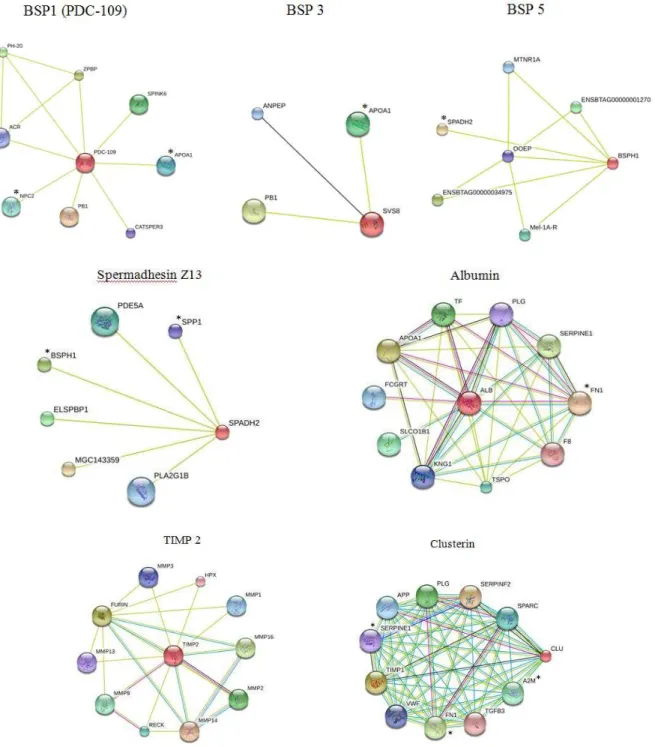 Figura  4.  Análise  in-silico  da  interação  de  proteínas.  As  proteínas  do  plasma  seminal  de  touros  Bos  indicus  foram analisadas por meio de interações proteínas-proteína com o aplicativo STRING