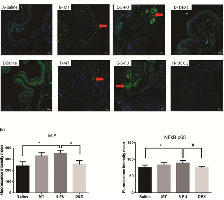 Fig 5. Immunofluorescence for MIF and NFκB p65 (a) and mean of densitometric analysis (b)