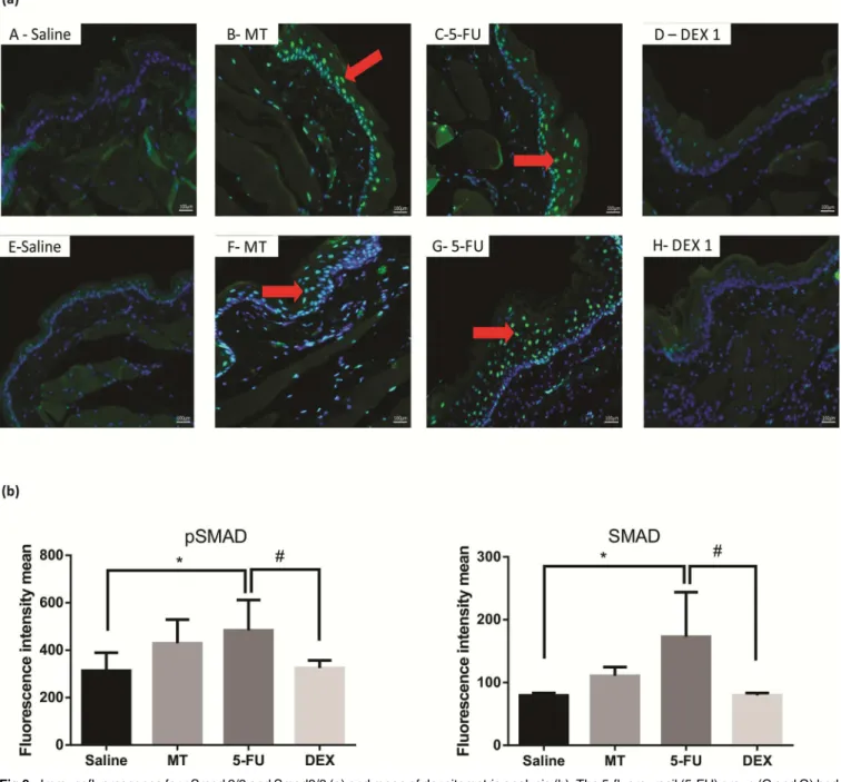 Fig 6. Immunofluorescence for pSmad 2/3 and Smad2/3 (a) and mean of densitometric analysis (b)