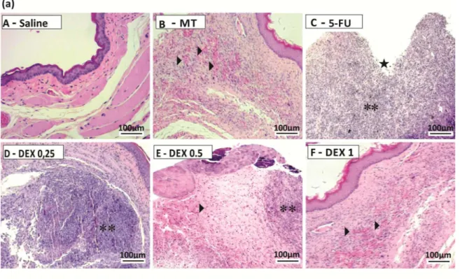 Fig 2. Histopathological analysis (a) and scores (b) of the oral mucosa of hamsters with oral mucositis (OM) induced by 5-fluorouracil (5-FU)
