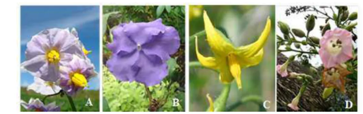 Figura 3-Flores de quatro gêneros de importância econômica da família Solanaceae: Solanum tuberosum  (A), Brunfelsia pauciflora (B), Lycopersicon esculentum (C), Nicotiana tabacum (D) 