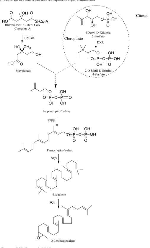 Figura 7- Rota da biossínteses dos compostos tipo vitanolido. 