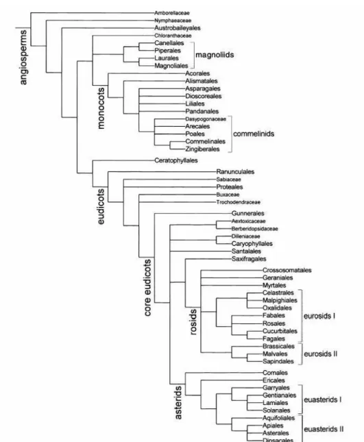 Figura 2 - Cladograma representando a filogenia das angiospermas 