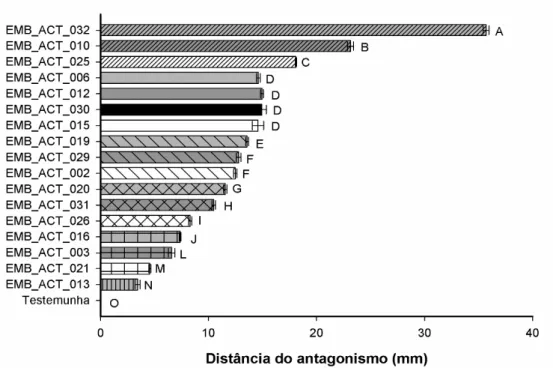 Figura 4 - Teste de antagonismo dos isolados de actinobactérias obtidos de solo da Caatinga  ao fungo da antracnose da banana