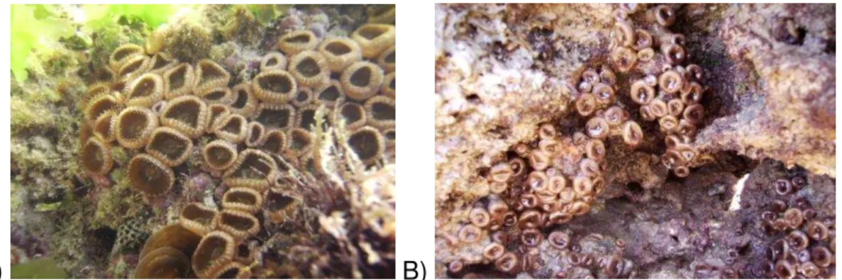 Figura  6  –   Fotografias  de  colônias  do  zoantídeo  Protopalythoa  variabilis  encontrados  na  costa  cearense
