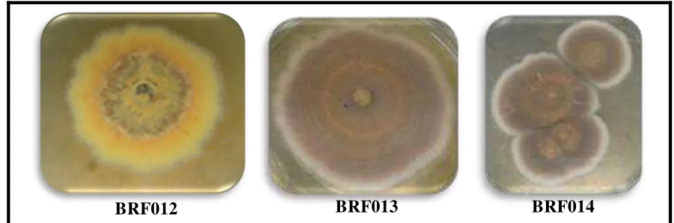 Figura 38. Fotografia dos fungos BRF012-BRF046 isolados dos sedimentos da praia do Mucuripe (Fortaleza - CE), crescidos  em meio BDA por 15 dias