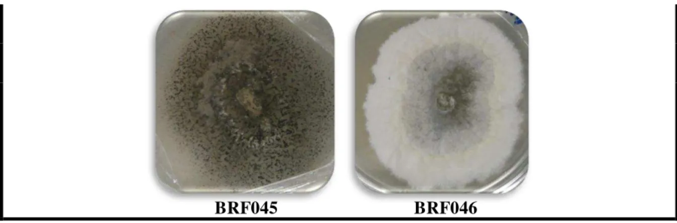 Figura 39. Fotografia dos fungos BRF047-BRF094 isolados dos sedimentos da praia do Pecém (Pecém-CE), crescidos em  meio BDA por 15 dias 