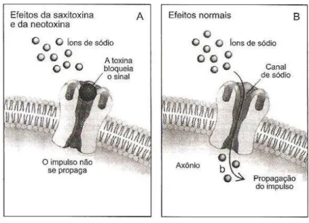 Figura 8- Efeito das saxitoxinas no sistema nervoso 