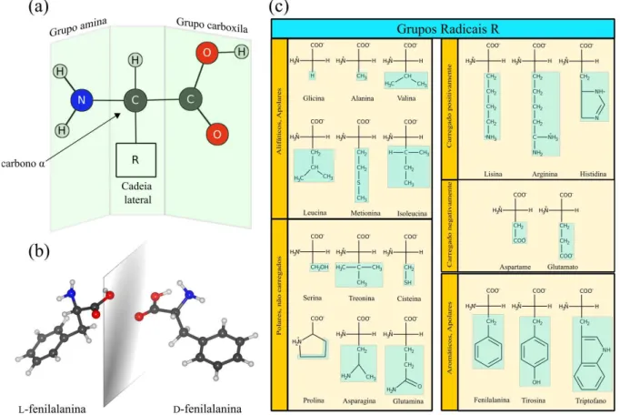 Figura 1: (a) Esquema estrutural básico de um aminoácido proteico. (b) As formas quirais do aminoácido α−fenilalanina: a esquerda o levógiro e a direita o destrógiro