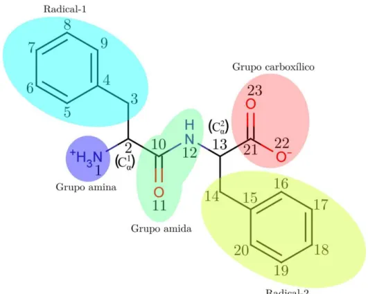 Figura 13: Estrutura molecular em duas dimensões da molécula L,L -difenilalanina, esquemati- esquemati-zada pela numeração atômica e separada em regiões.