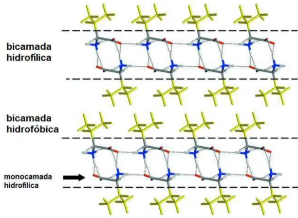 Figura 4.1: Representac¸˜ao das regi˜oes hidrof´ılicas intercaldas por regi˜oes hidrof´ılicas em cris- cris-tais de amino´acidos hidrof´obicos