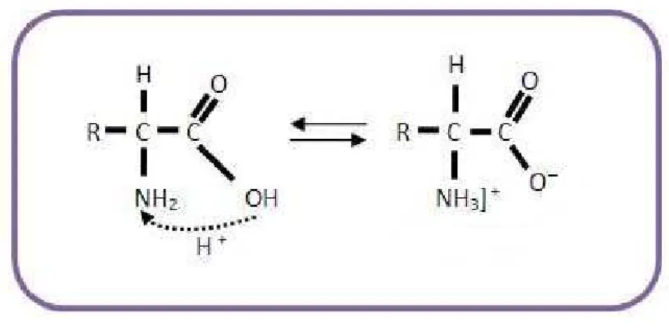 Figura 1.8 Estrutura zwitteriônica de um aminoácido com radical R qualquer. 