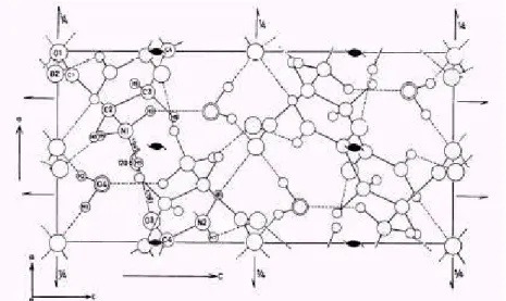 Figura 2.2: Projeção da célula unitária do cristal de L-asparagina monohidratada sobre o plano 100  (Ramanadham et al,  1972)